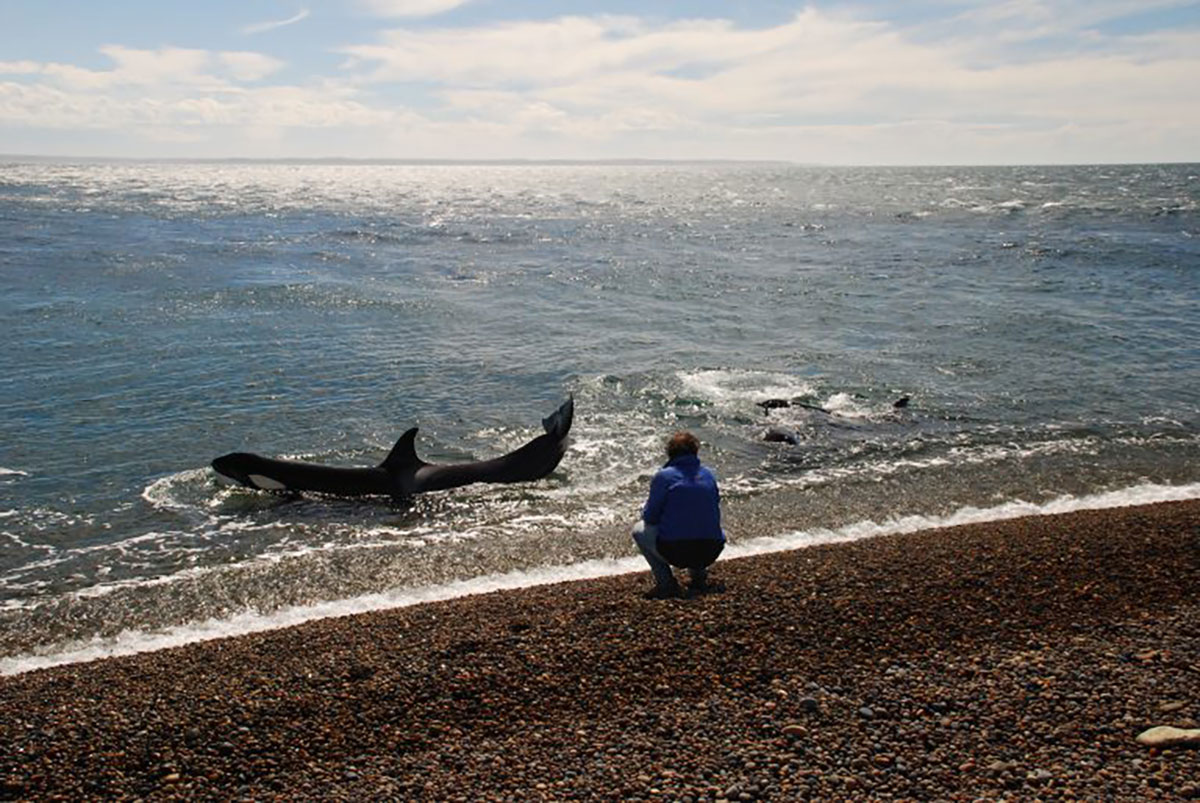 El Pedral, orcas at beach, Peninsula Valdes, Argentina