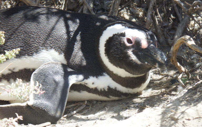 humboldt penguin peninsula valdes argentina