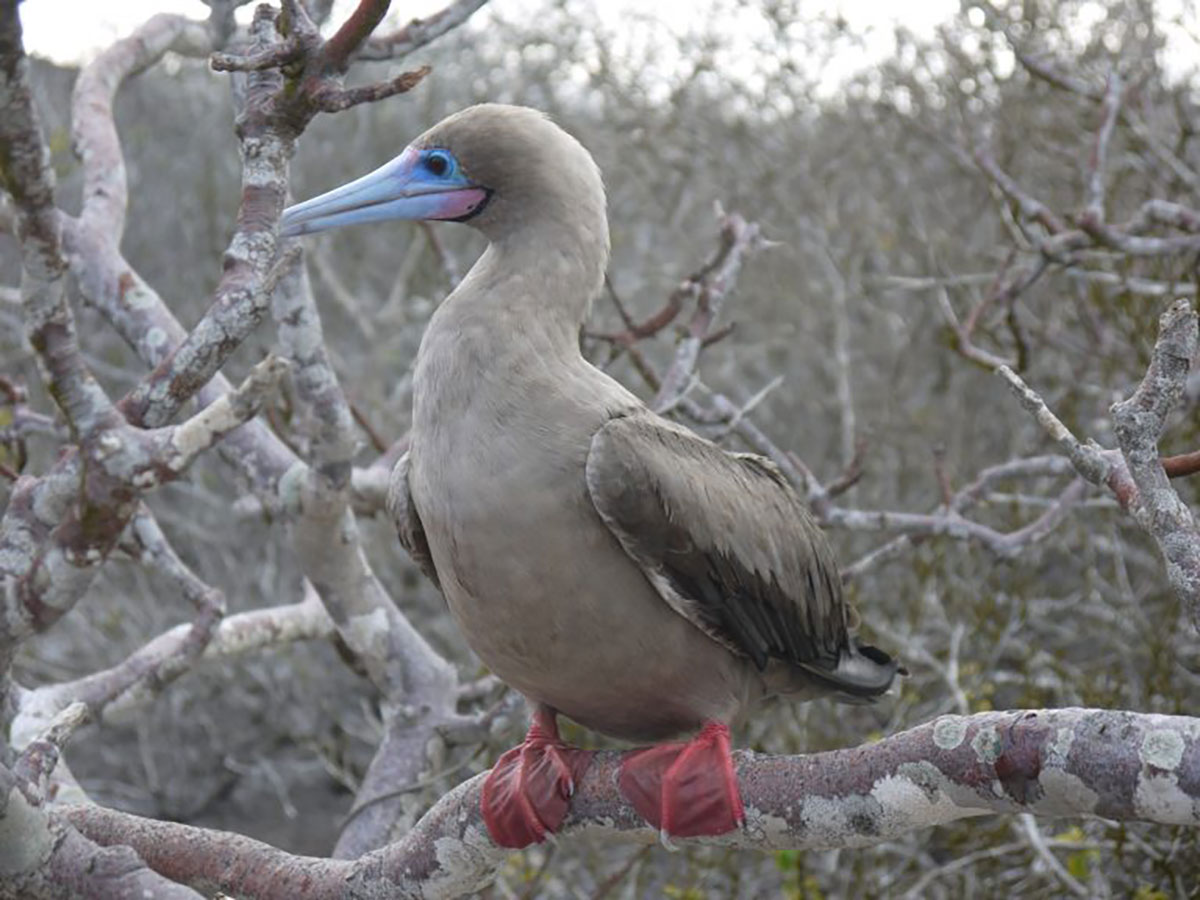 Red footed Boobie In Tree Galapagos