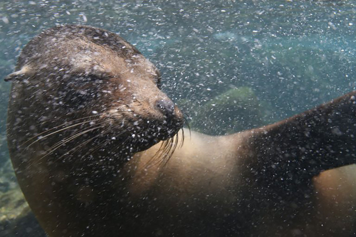 Sea Lion Underwater Galapagos