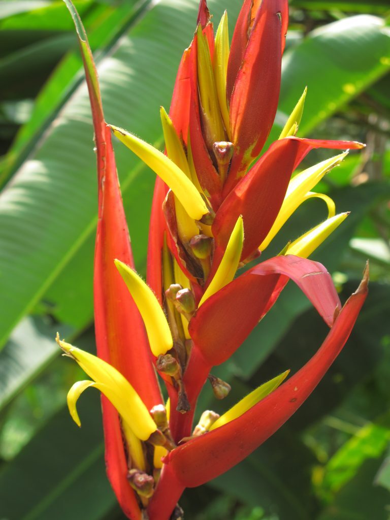 Flowers in the Amazon