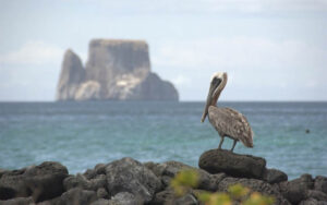 Pelican And Kicker Rock Galapagos Islands