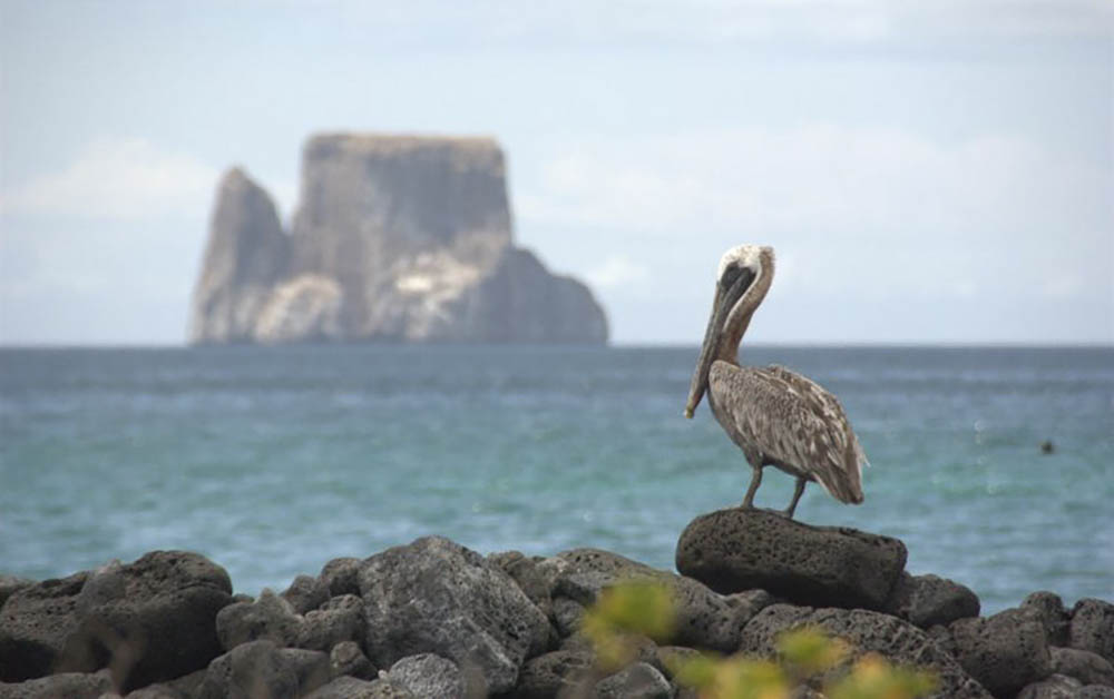 Pelican And Kicker Rock Galapagos Islands