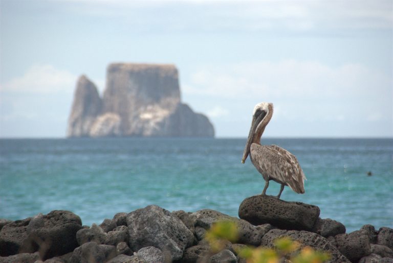 Pelican and Kicker Rock, the Galapagos