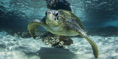 galapagos