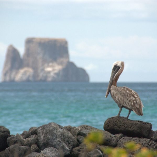 Kicker Rock and Pelican