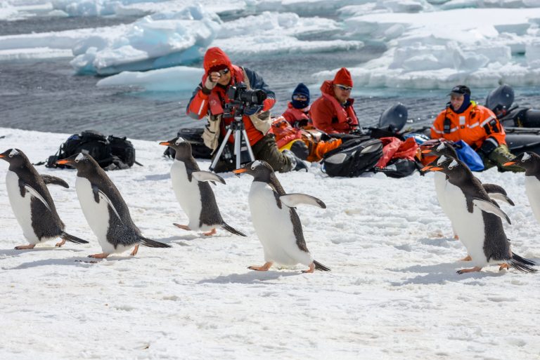 Photographing penguins