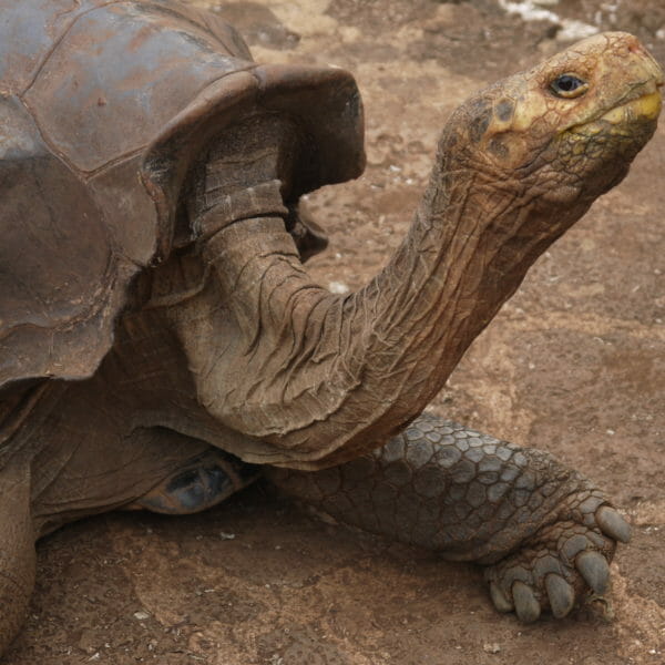 Tortoise on Santa Cruz