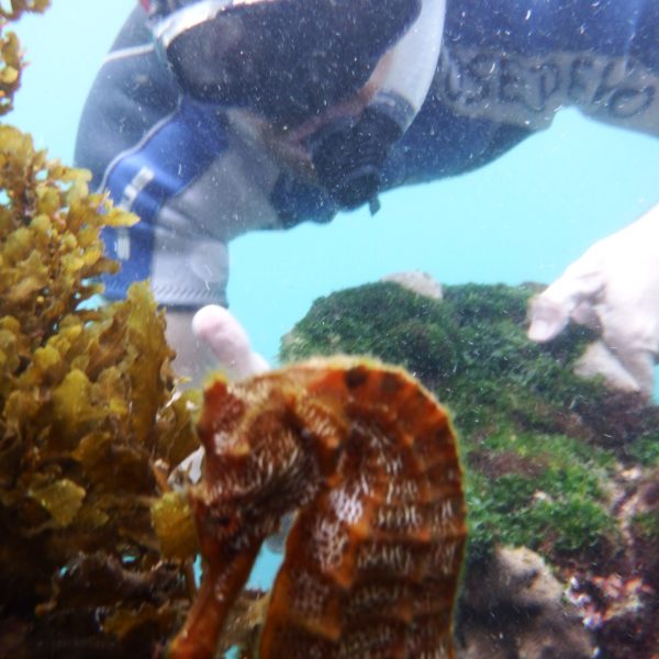Sea horse at Tuneles, Isabela