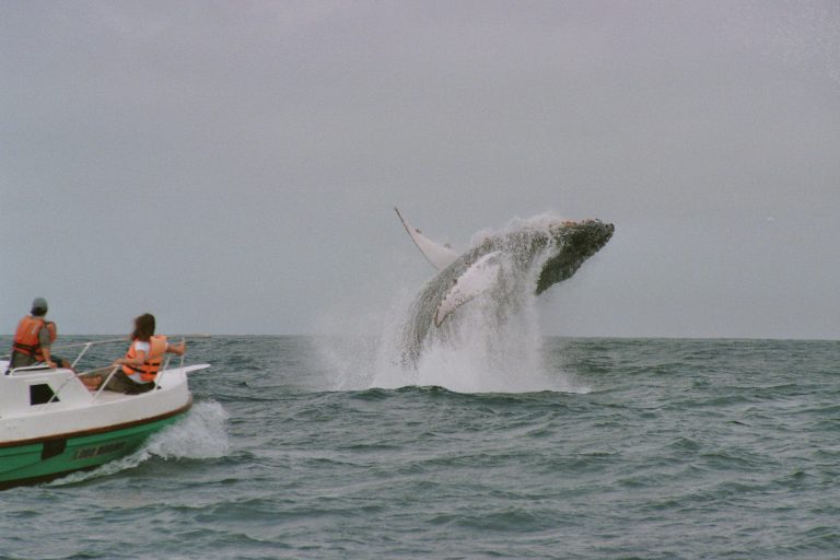 Whale watching, Puerto Lopez