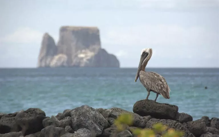 Pelican And Kicker Rock Galapagos Islands