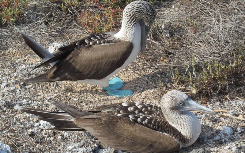 Galapagos Islands Blue footed Boobies