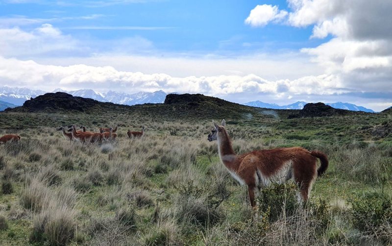 Guanaco Patagonia Park Aysen Region Chile
