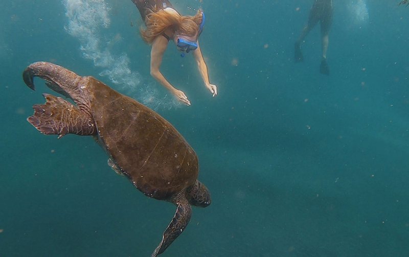 Snorkelling with turtles Fernandina Galapagos Cruise Galapagos Islands