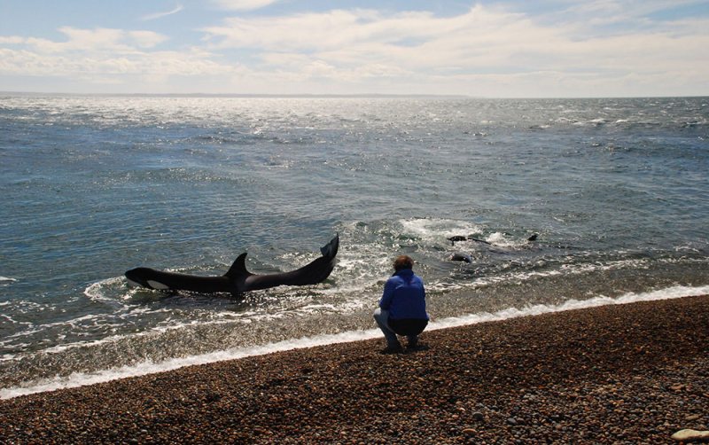 el pedral orcas at beach peninsula valdes argentina