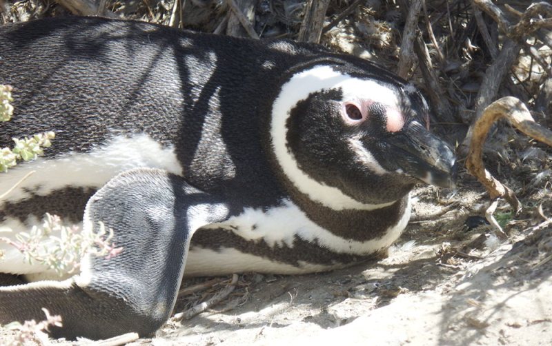 humboldt penguin peninsula valdes argentina