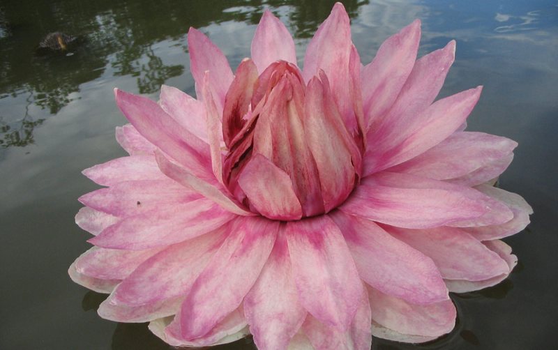 karanambu victoria in the pink lily guyana