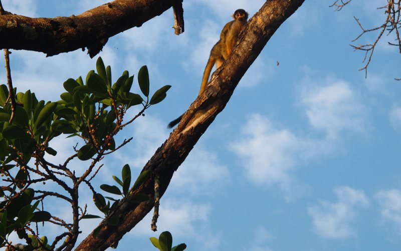 yellow squirrel monkey chalalan bolivia