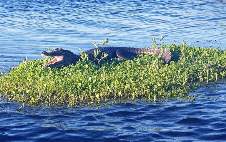Black Caiman Laguna Valle Hotel Puerto Valle Ibera Argentina