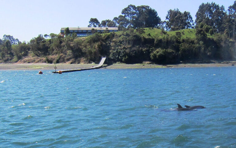 Dolphins in the bay infront of the hotel Hotel Tierra Chiloe Chile