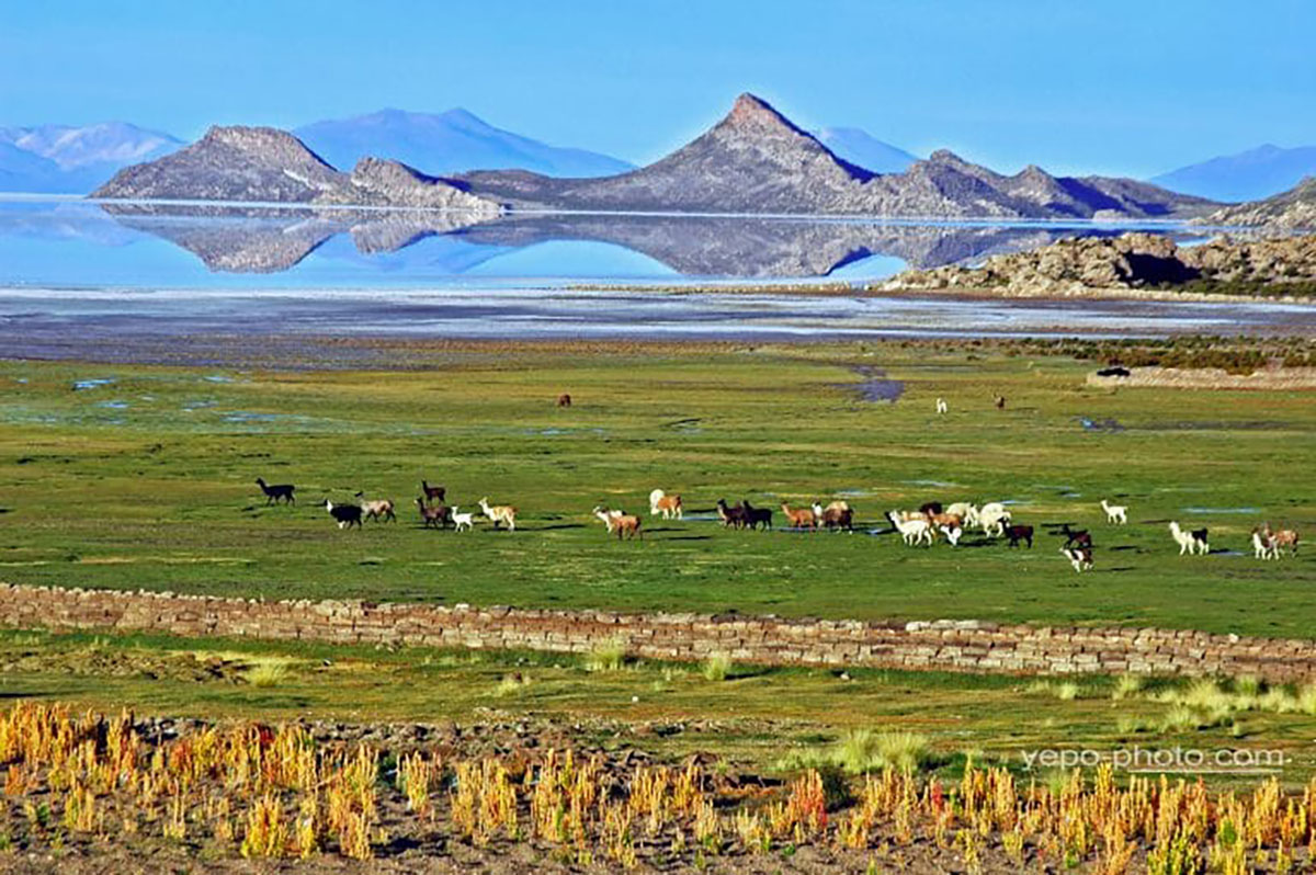 El Salar De Uyuni Llamas And Lakes Bolivia