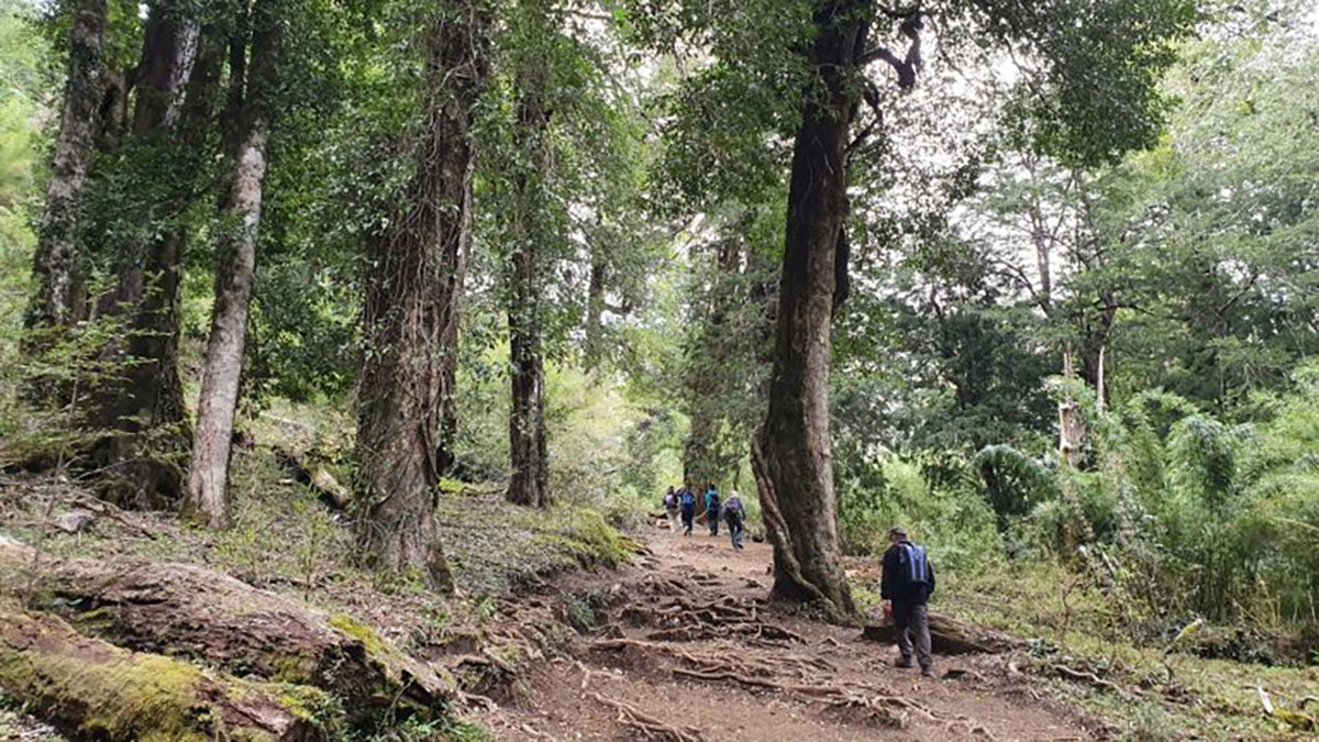 Forest in Huerquehue National Park Chile