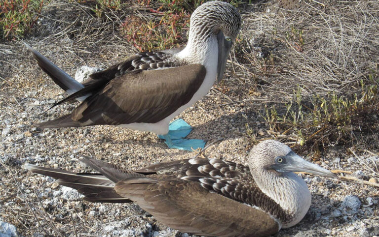 Galapagos Islands Blue footed Boobies