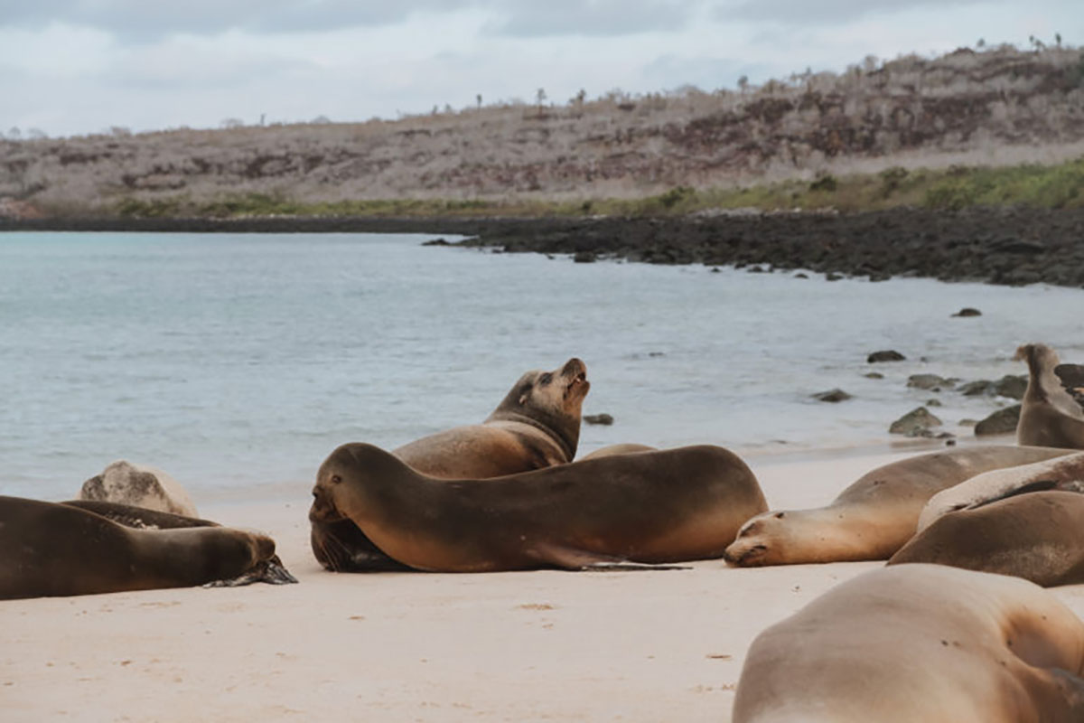Santa Fe Sea Lion Colony Galapagos Islands