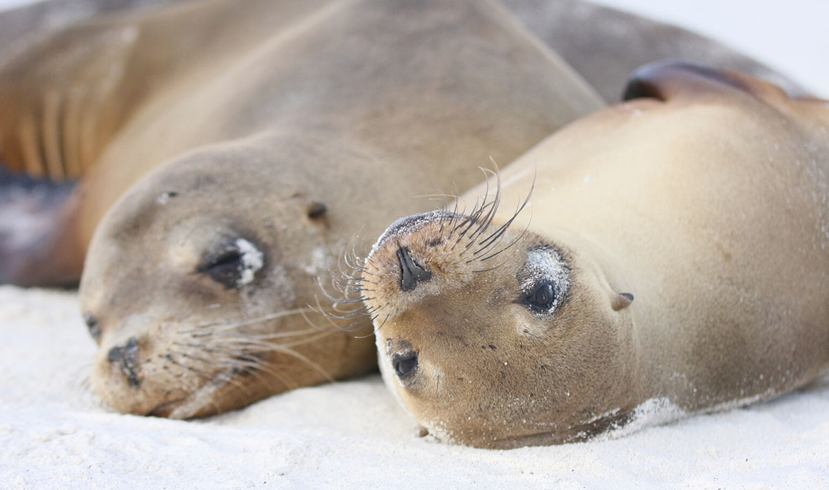 Sea Lions with sand moustache samba cruise galapagos islands