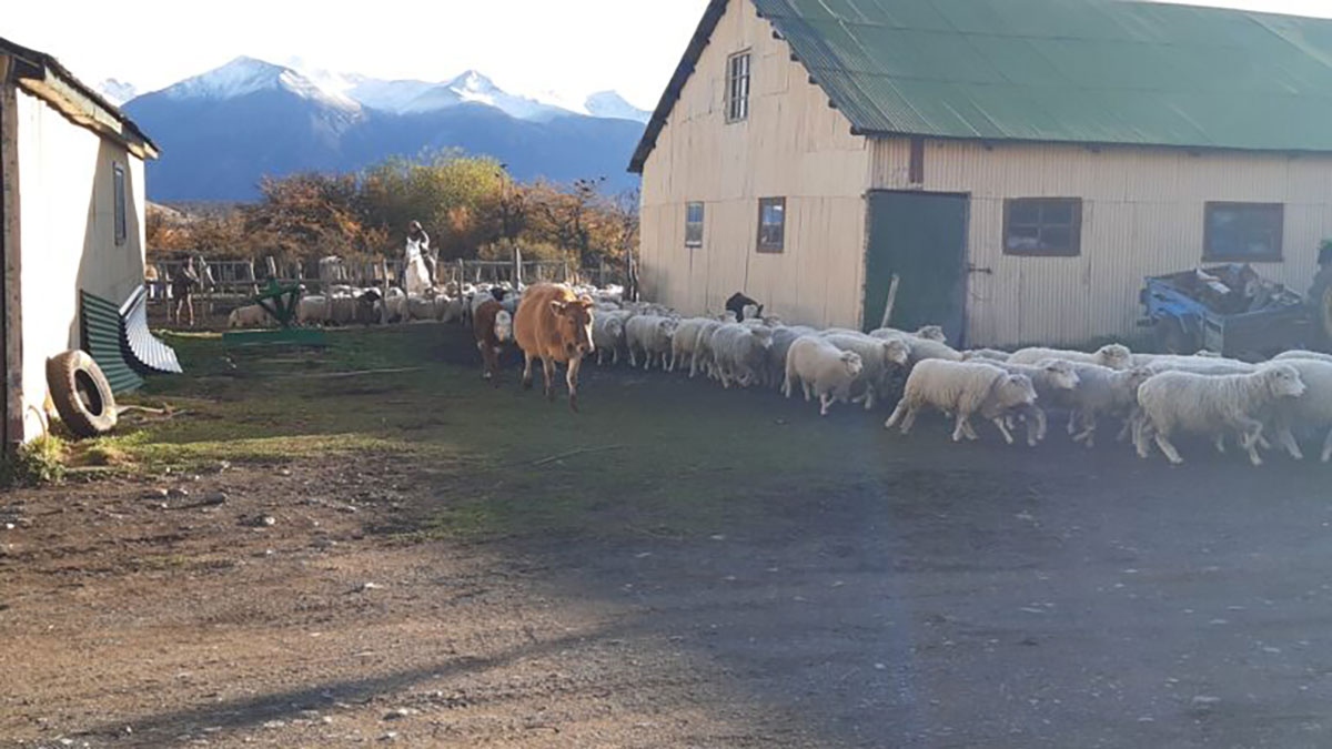 Sheep And Cattle At Estancia Nibepo Aike El Calafate Argentina