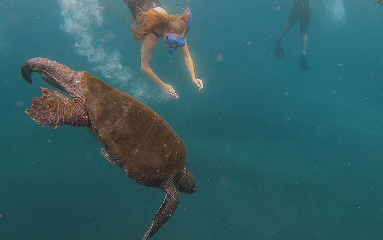 Snorkelling with turtles Fernandina Galapagos Cruise Galapagos Islands