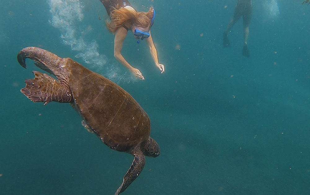 Snorkelling with turtles Fernandina Galapagos Cruise Galapagos Islands