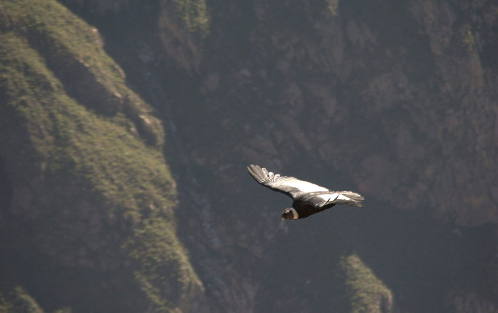 andean condor flying colca peru