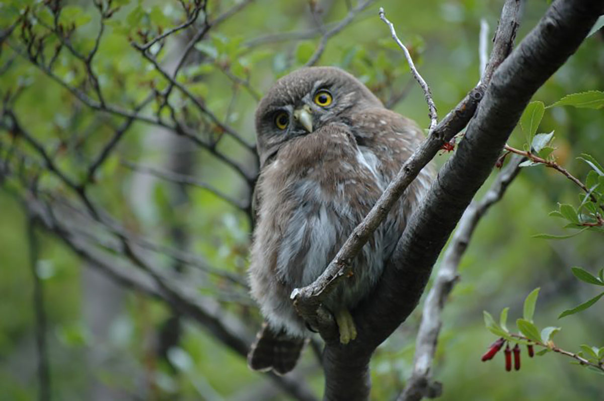 Austral Pygmy Owl Glaucidium nanum Torres Del Paine Patagonia Chile
