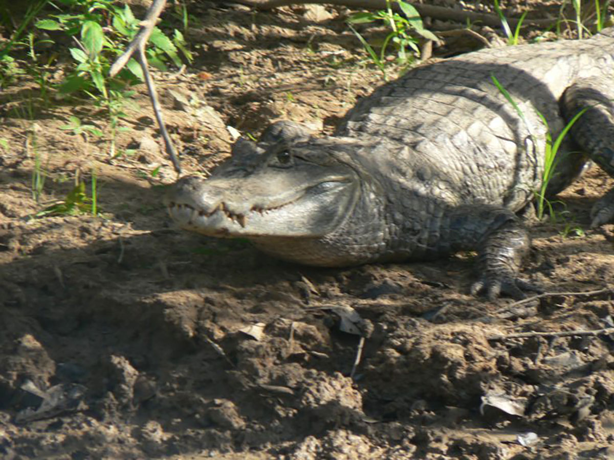 caiman guyana