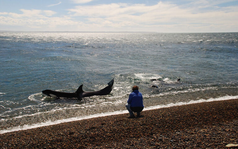 el pedral orcas at beach peninsula valdes argentina