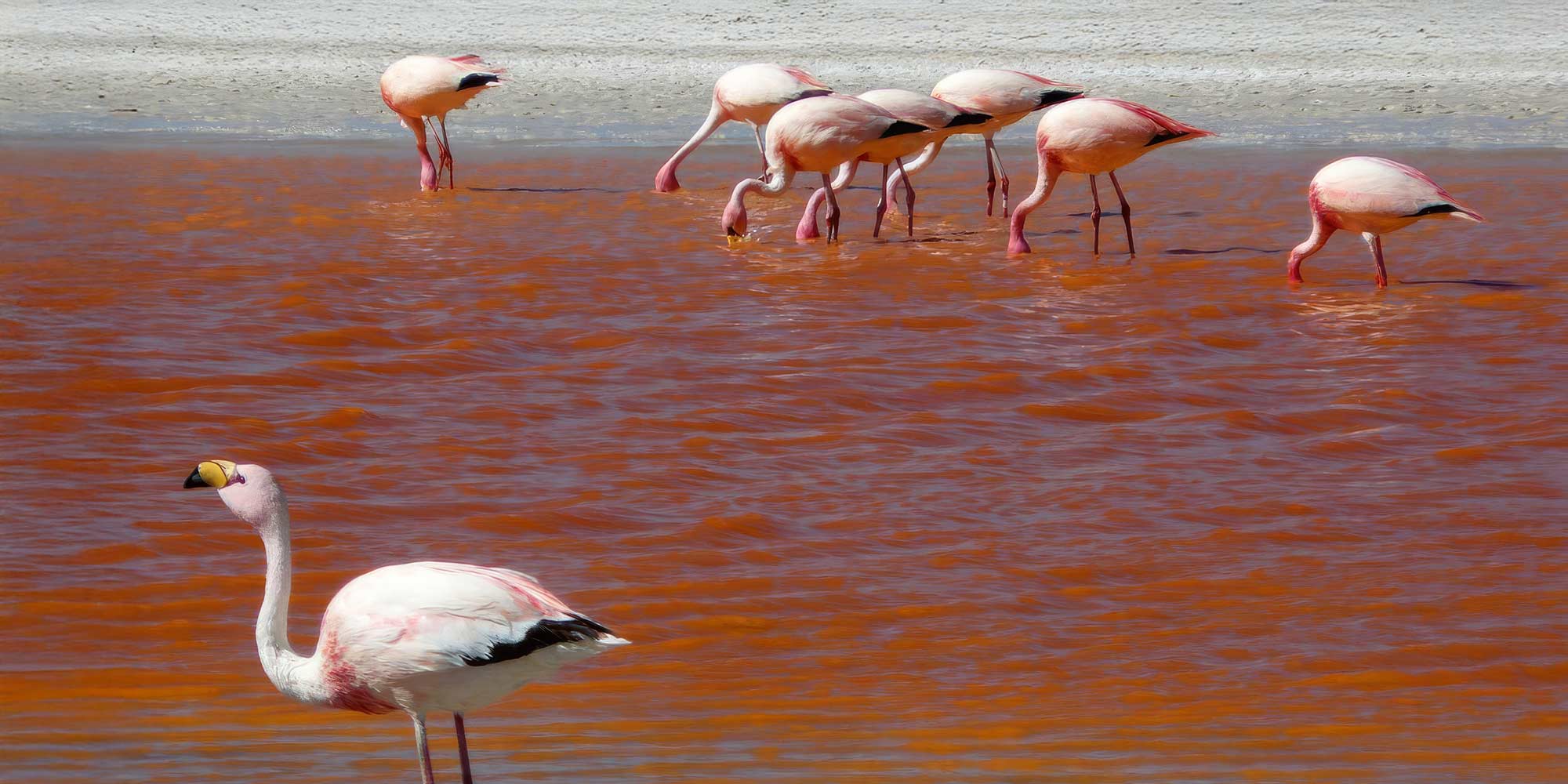 Flamingo Laguna Colorada Uyuni Bolivia