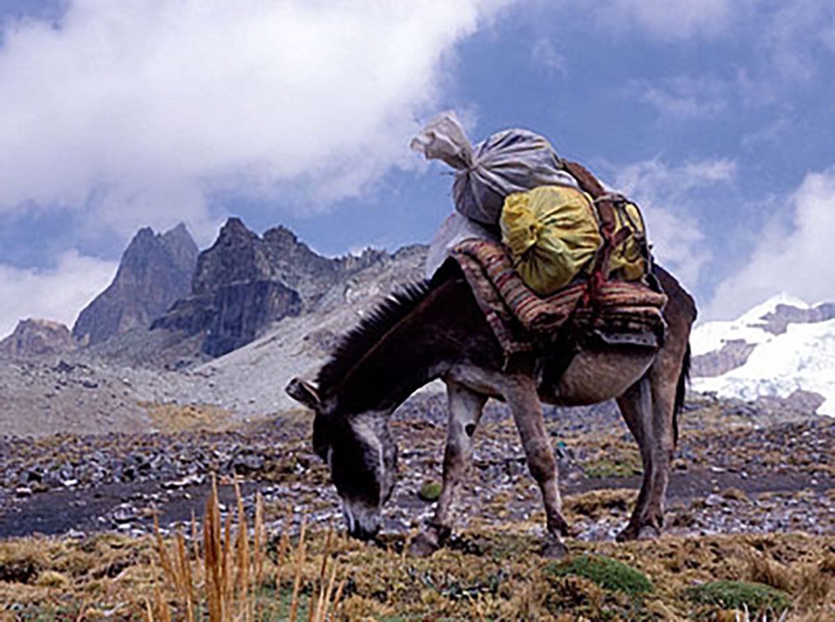 Grazing Donkey In Huayhuash Peru