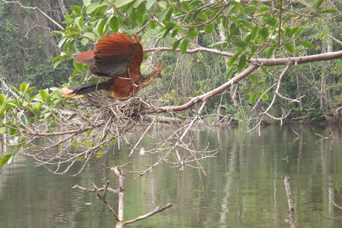 Hoatzin Chalalan Bolivia