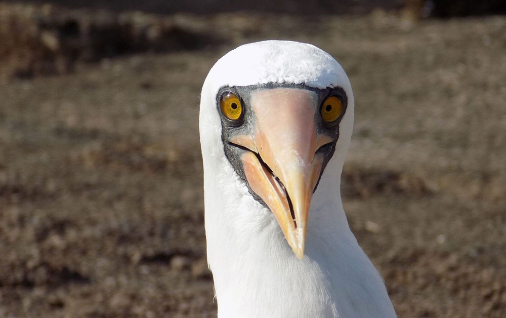 nazca booby smile galapagos