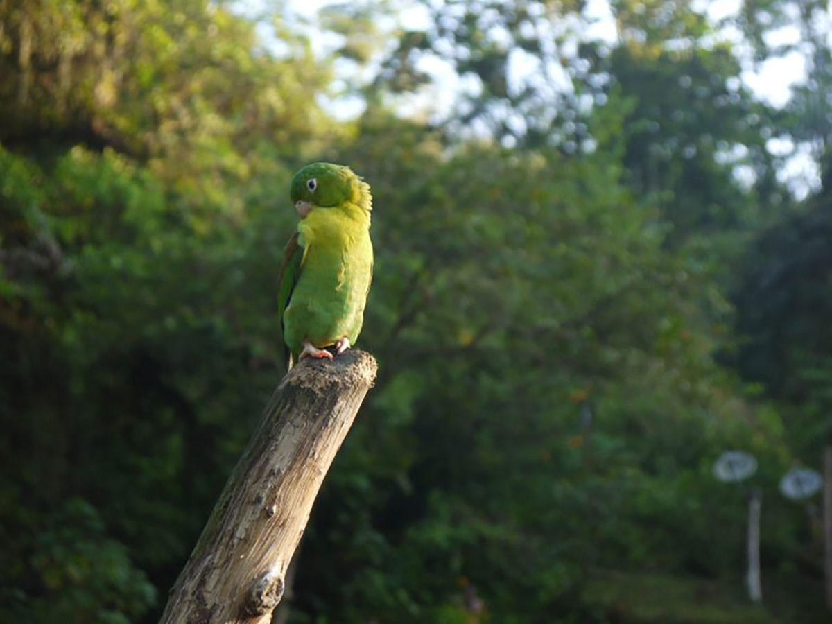 Parrot On Lost City Trek Colombia