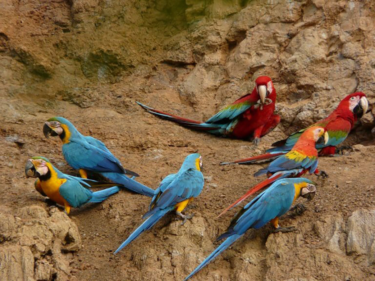 Scarlet And Blue And Yellow Macaws Peru