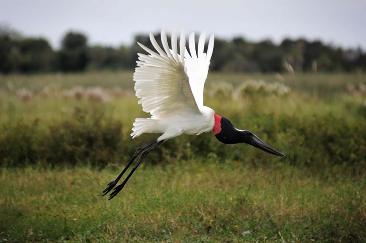 spoonbill taking flight irupe argentina