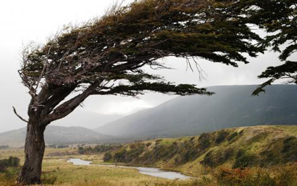 wind blown tree ushuaia patagonia