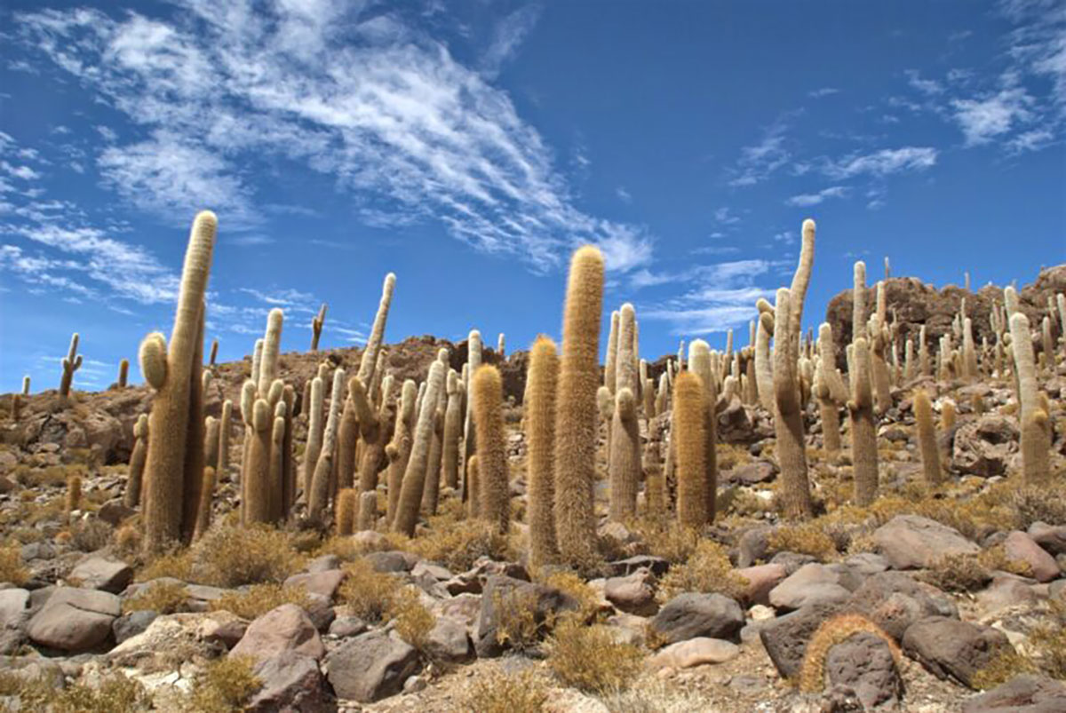 Cactus Island Uyuni