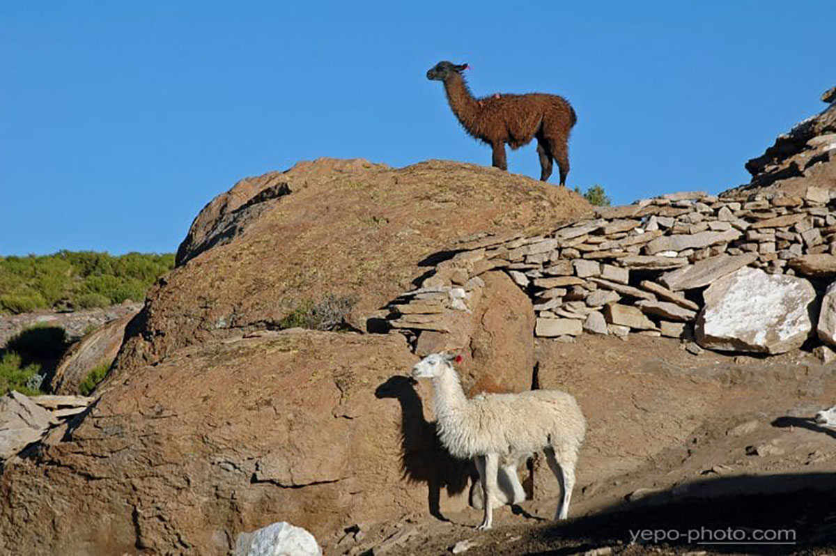 El Salar de Uyuni Llamas Bolivia