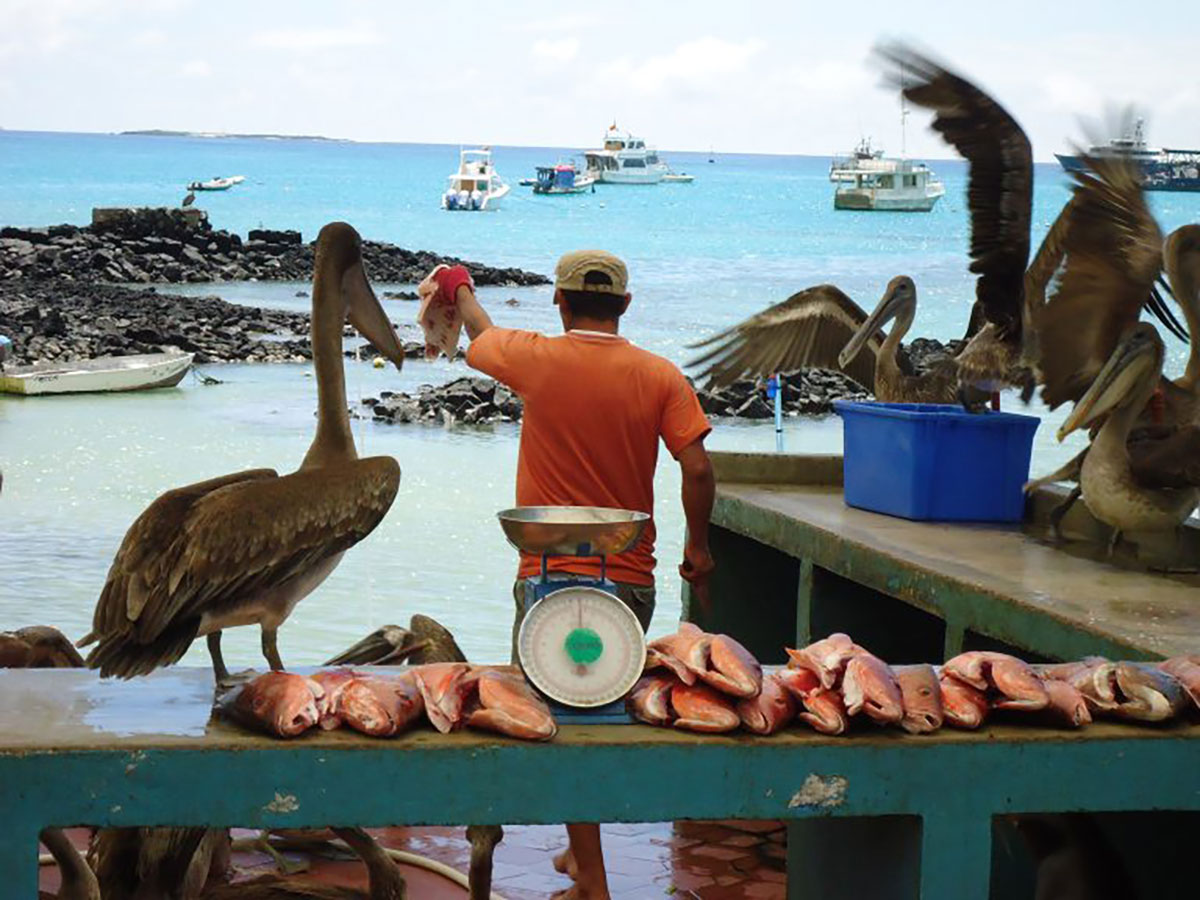 Galapagos San Cristobal Fish Stall