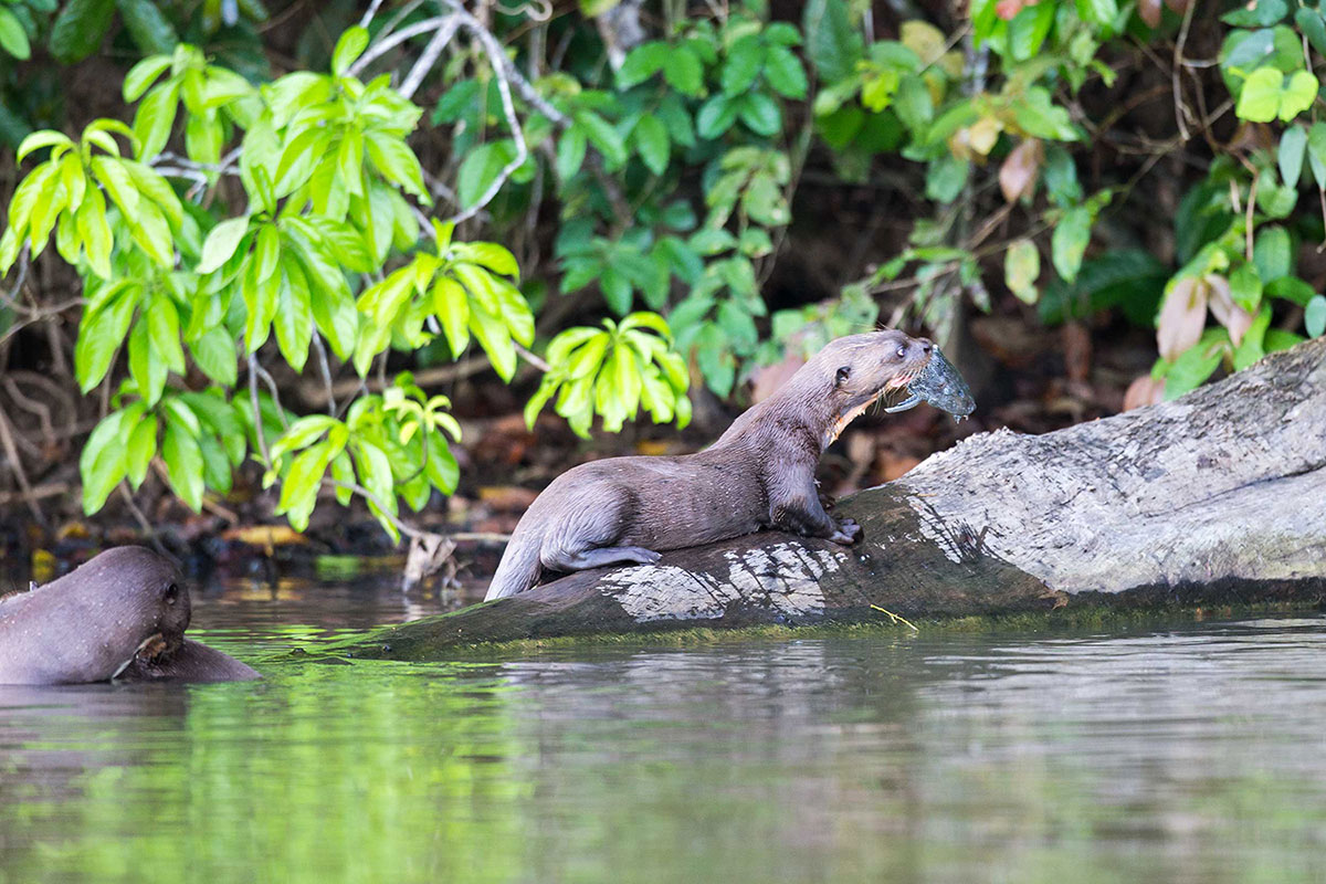 Giant Otter At Heath River Wildlife Centre, Peru