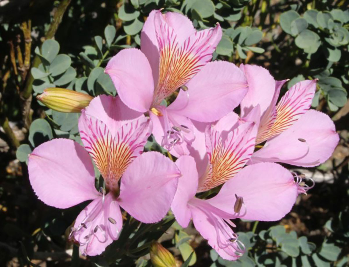 Beautiful flowers at Bariloche