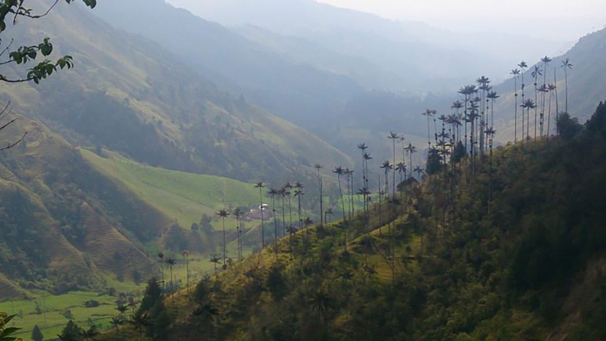 Wax palms in Cocora valley Colombia